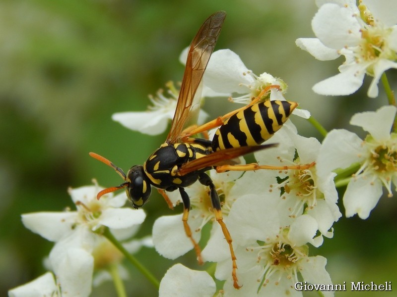 Polistes dominula